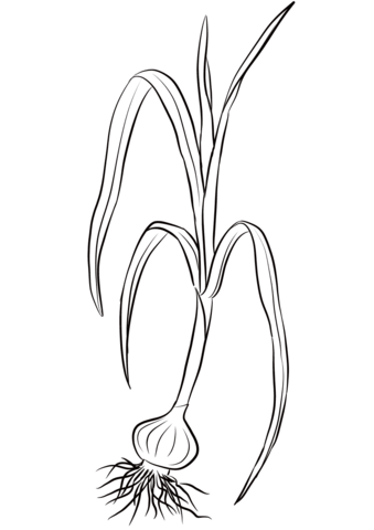 Wild Onion (Sand Leek) Coloring Page